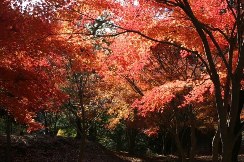 [Ito City, Shizuoka Prefecture] The best time to see the autumn leaves at Lake Ippeki and Maruyama Park is in early December, where you can enjoy the fantastic “upside-down autumn leaves”