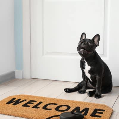 帰ってきたら犬が興奮して飛びついてきてしまう！そんなときこそ冷静に落ち着いた対応をしよう