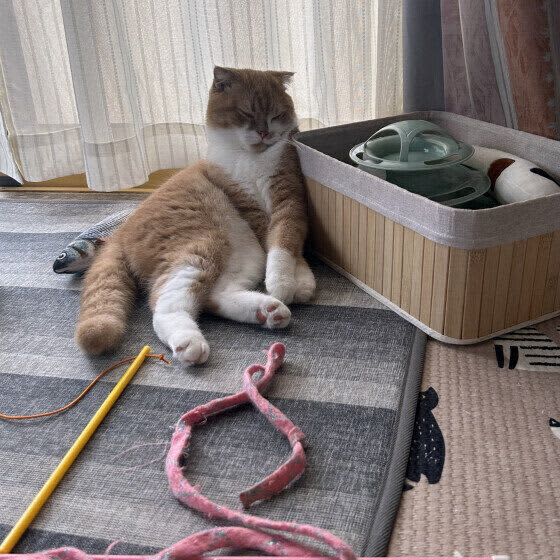 適当に遊んでない？　猫が満足する遊び方を提案できる飼い主でありたい