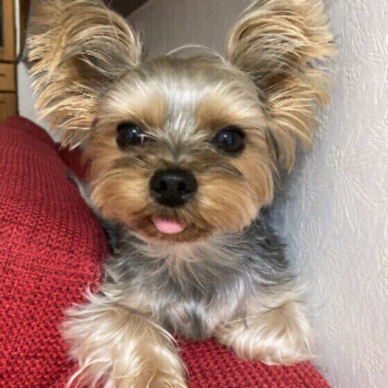 犬が狭い場所でくつろぎたがる理由　自分から挟まりにいってる！？