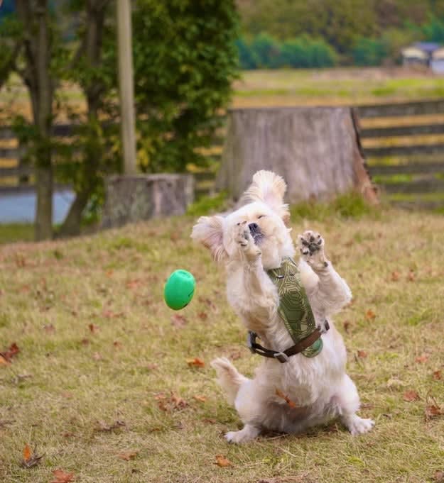 A close-up photo of a dog playing with a ball → The unexpected expression on his face caused a huge response with comments such as ``Desperate'' and ``This photo is going to be the subject of one word.'' …