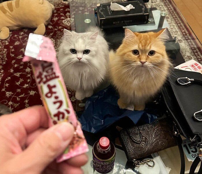 細長いの羊羹を食べていたら愛猫の視線が。「誤解です」何かと勘違いされている予感