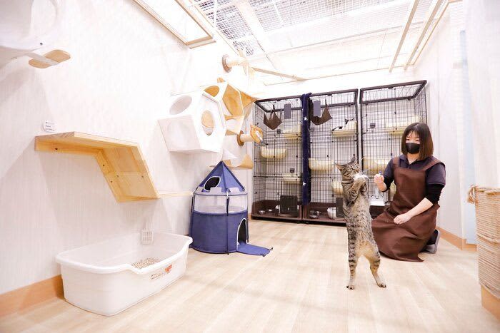 前橋市の商業施設内に設置された犬猫用シェルター「犬猫タウン吉岡」