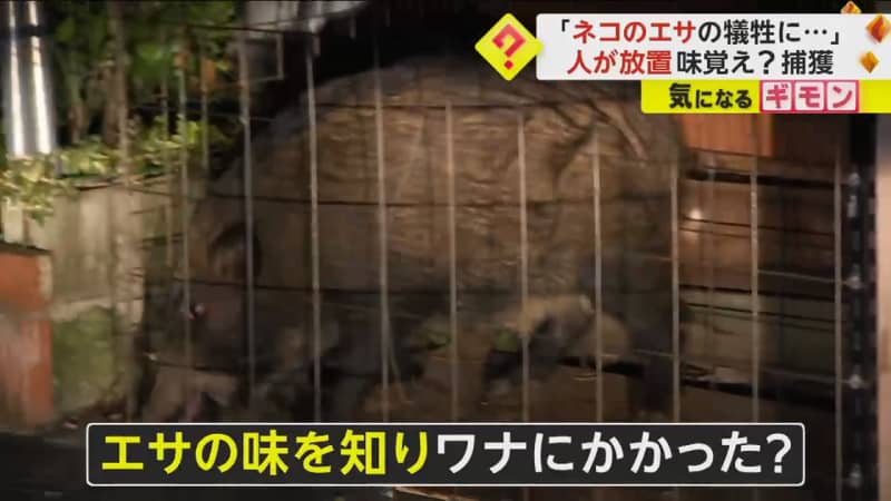 ``Victimized by cat food...'' A wild boar appears in a city area After 4 months on the run, it falls into a trap with ``cat food''...