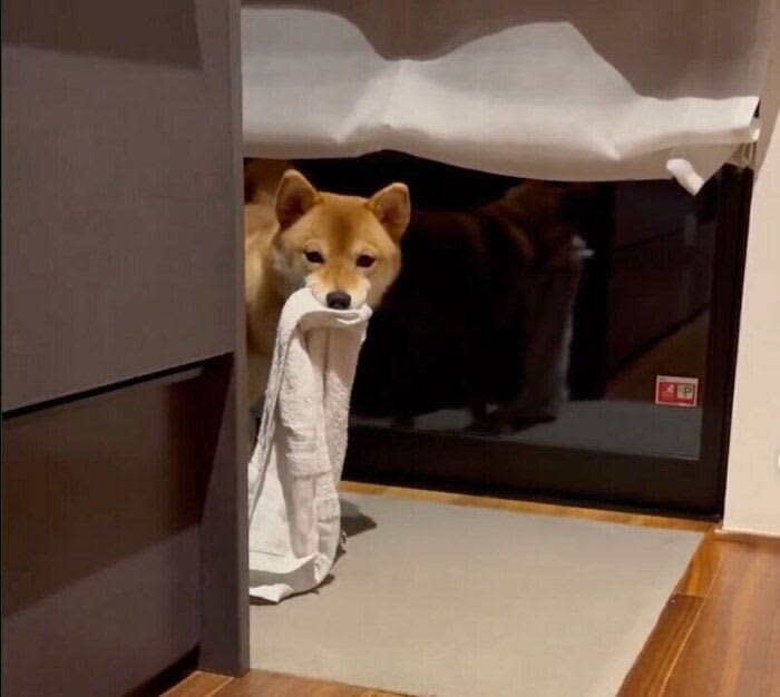 パパさんのタオルを盗んで逃げ回る犬　「悪いことしてる」と認識してる態度が可愛い！