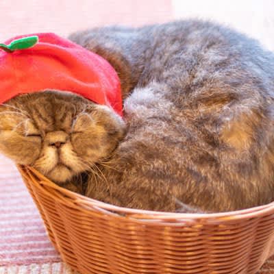 猫は「液体」だって知ってますか！？改めて考えるとなんとなく納得する5つの理由