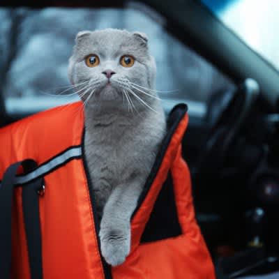 Can I take my cat on a trip?3 things to consider: It's better not to overdo it if it's going to be a burden to your cat.