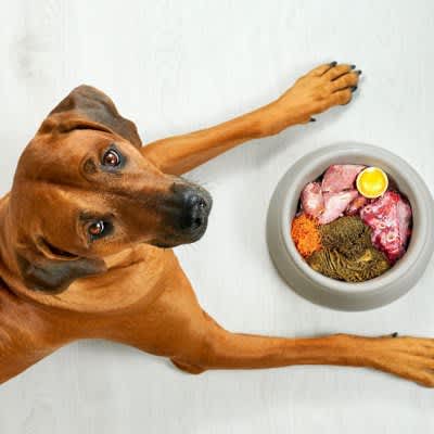 犬に生肉を与えることは薬剤耐性菌を増加させるという研究結果