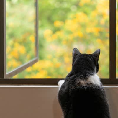 猫がいる部屋の「危険な換気法」3選　空気の入れ替えのつもりが猫が脱走！なんてことも