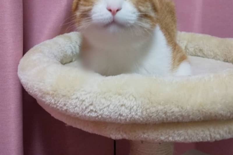 ``Just looking at it makes me feel good...'' A former rescue cat sleeps with a smile, 1 likes for her amazing beauty