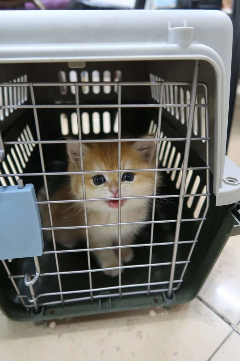 ペットの密輸摘発、子犬と子猫を保護