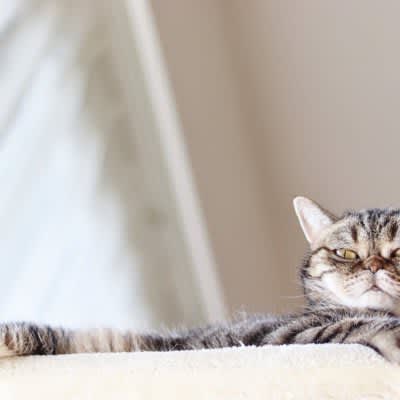 猫が飼い主さんを「からかっているとき」に見せる4つの仕草　悪気があってやっているの…？