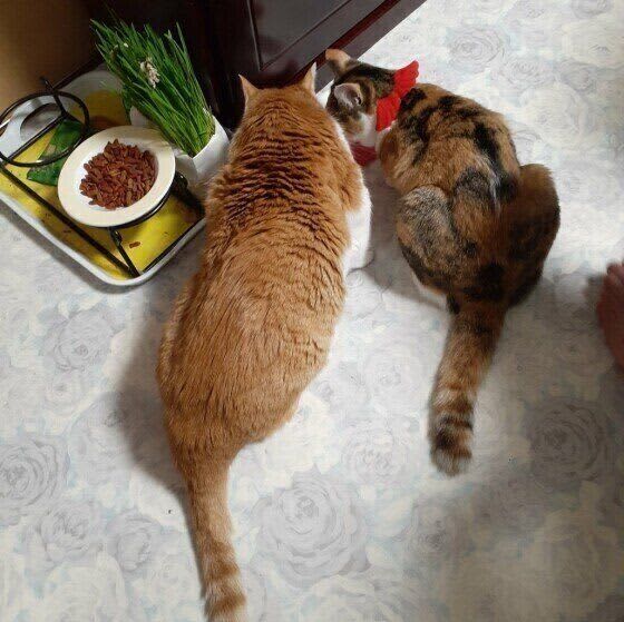猫飼いさんはみんなどこまでやっている？正しいお世話　理想と現実を大調査