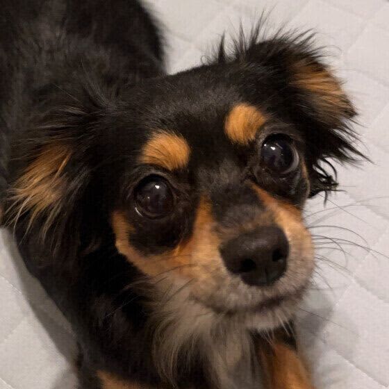 犬のキシリトール中毒とは？ キシリトールの誤食で起こる症状と対処法