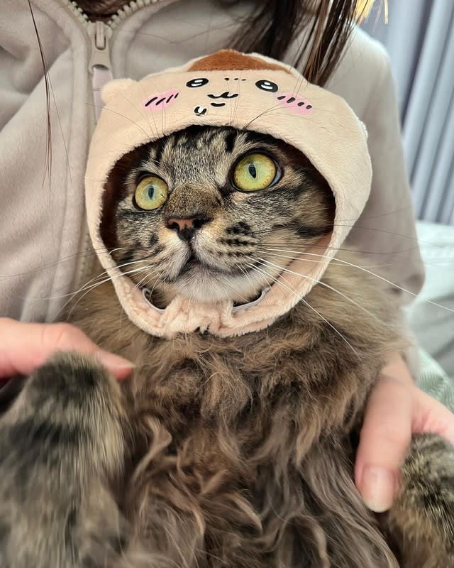 初対面からグイグイ寄ってきたもっふもふの保護猫は甘え上手の遊び上手　家の中は一気に幸せモードに