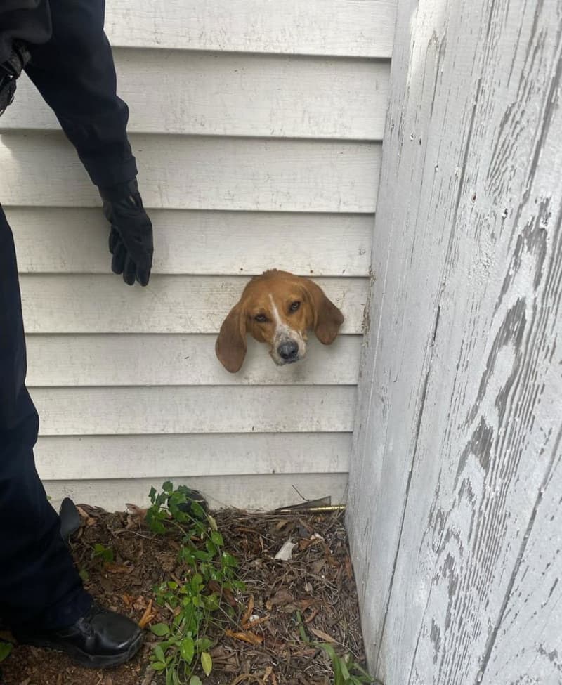米サウスカロライナ州の犬が家の通気口に頭を突っこみＳＯＳ　警察と消防が駆けつける