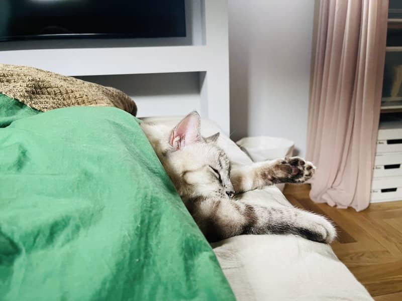 猫と暮らす家　〜 冬はベッドを占領されています〜