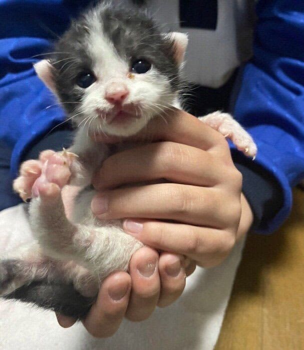 親猫に育児放棄されてしまった子猫　過酷な状況を生き抜き、元気いっぱいの“暴れん坊”に成…