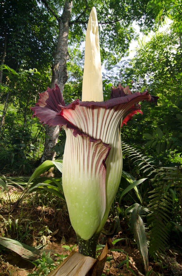 肉の腐ったようなにおい！？ “世界最大の花”13年ぶり開花へ。朝ドラ「らんまん」で話題の小石川植物園