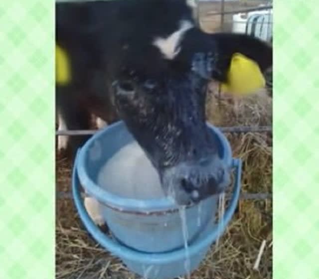 「過去最もミルクを飲むのが下手な牛」としてSNSで話題! バケツに顔ごと…息できている？ 飲む…