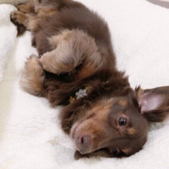 Are your dog's beds and rugs washed?How to care for your dog's bed