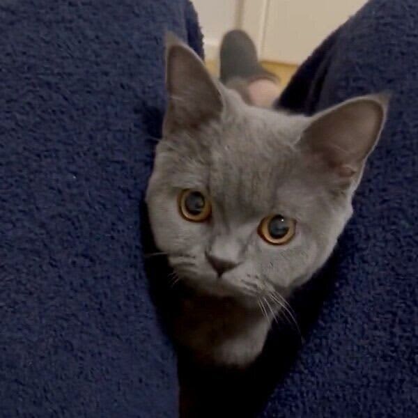 体育座りの隙間からひょっこり！　「飼い主の足の間で遊ぶ猫」が満点の可愛さ