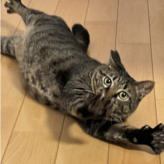 同居猫と「連れション」？猫砂の上でゴロゴロ？　猫のトイレのナゾ行動の心理を専門家に聞いた