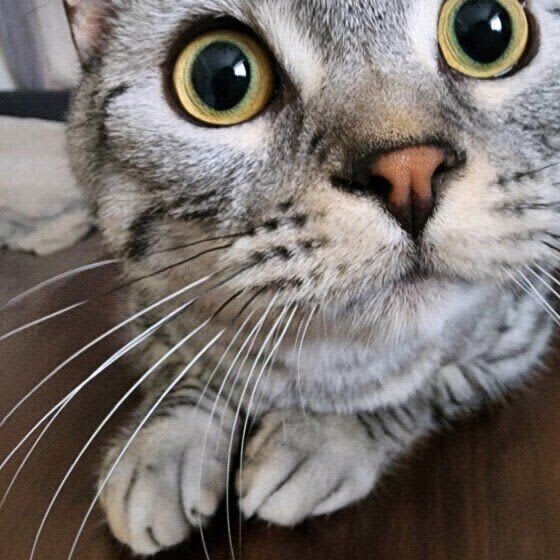 猫にとってニオイは重要な情報源　猫の「嗅覚」を理解すれば猫との暮らしはもっとよくなる
