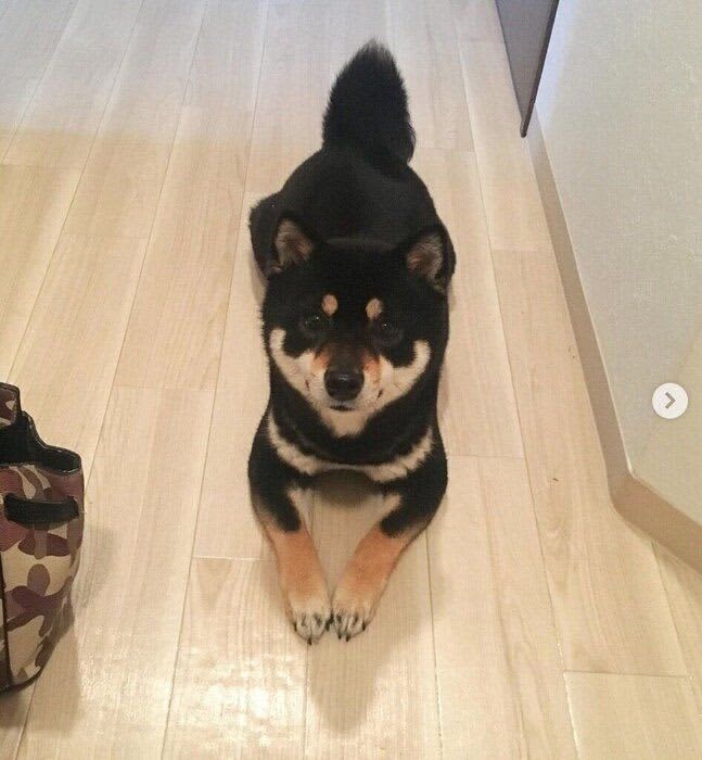 仕事に行く飼い主を見送る犬　優しく微笑むような表情で見つめる姿に「有給申請せねば」「こ…