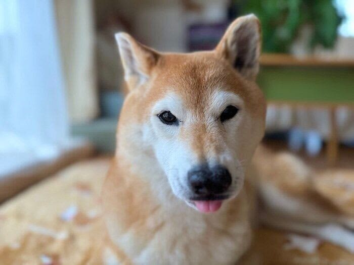 The hair is rough, but does it smell good?Shiba Inu Marotan’s recent