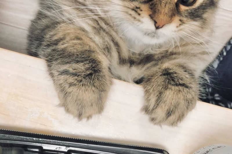 Cat sees her owner eating... Her shocking appearance makes her burst into laughter, calling her "cute"
