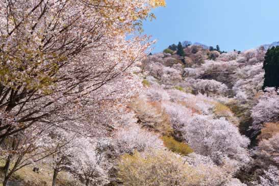Yoshinori Takahashi Photo Exhibition: Landscape Power of Nara ~Spring/Summer Edition~