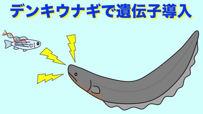 Electric eel electrical discharge may cause genetic recombination in surrounding organisms Nagoya University et al.