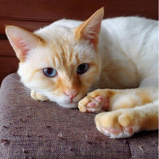 Paws aren't just cute, they're an indicator of a cat's health.We asked