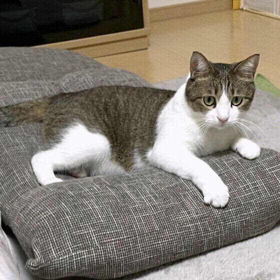 Why is my spoiled cat suddenly biting? (Tears) How should I respond to my cat's scratching and