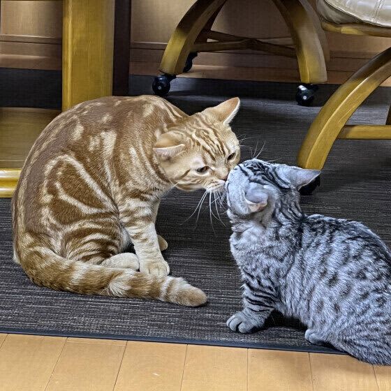 Things to consider when keeping multiple cats at home How many litter