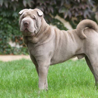 Health issues threatening the animal welfare of Shar-Pei [Research ...