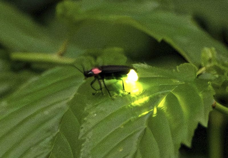 ホタル幼虫2～3齢 ヘイケボタル300匹＋α - 趣味、スポーツ、実用