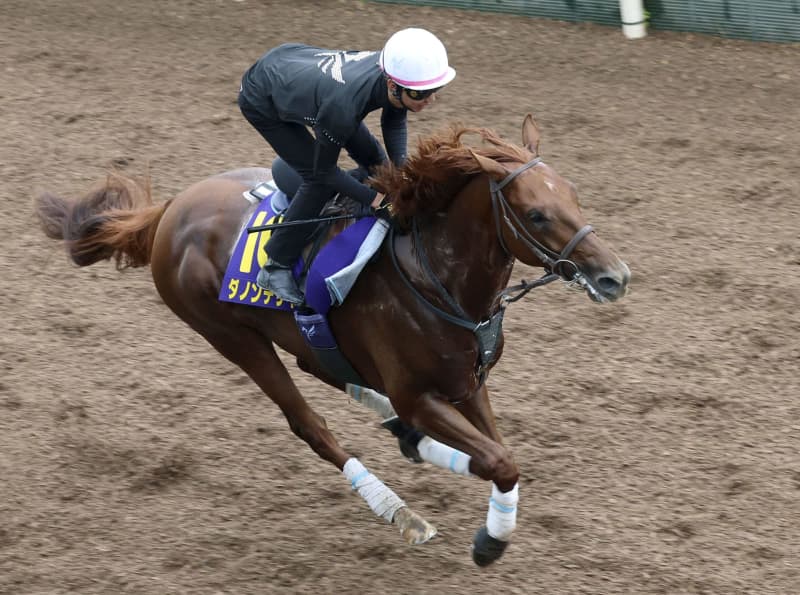 ダノンデサイル、2冠へ良好 競馬の菊花賞追い切り ｜ 共同通信