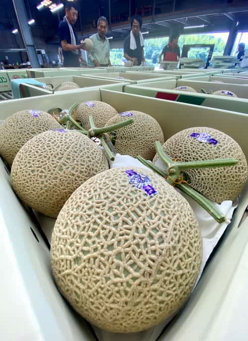 アールスメロン「糖度十分」 長崎・松浦で出荷始まる、来月3日に直売会