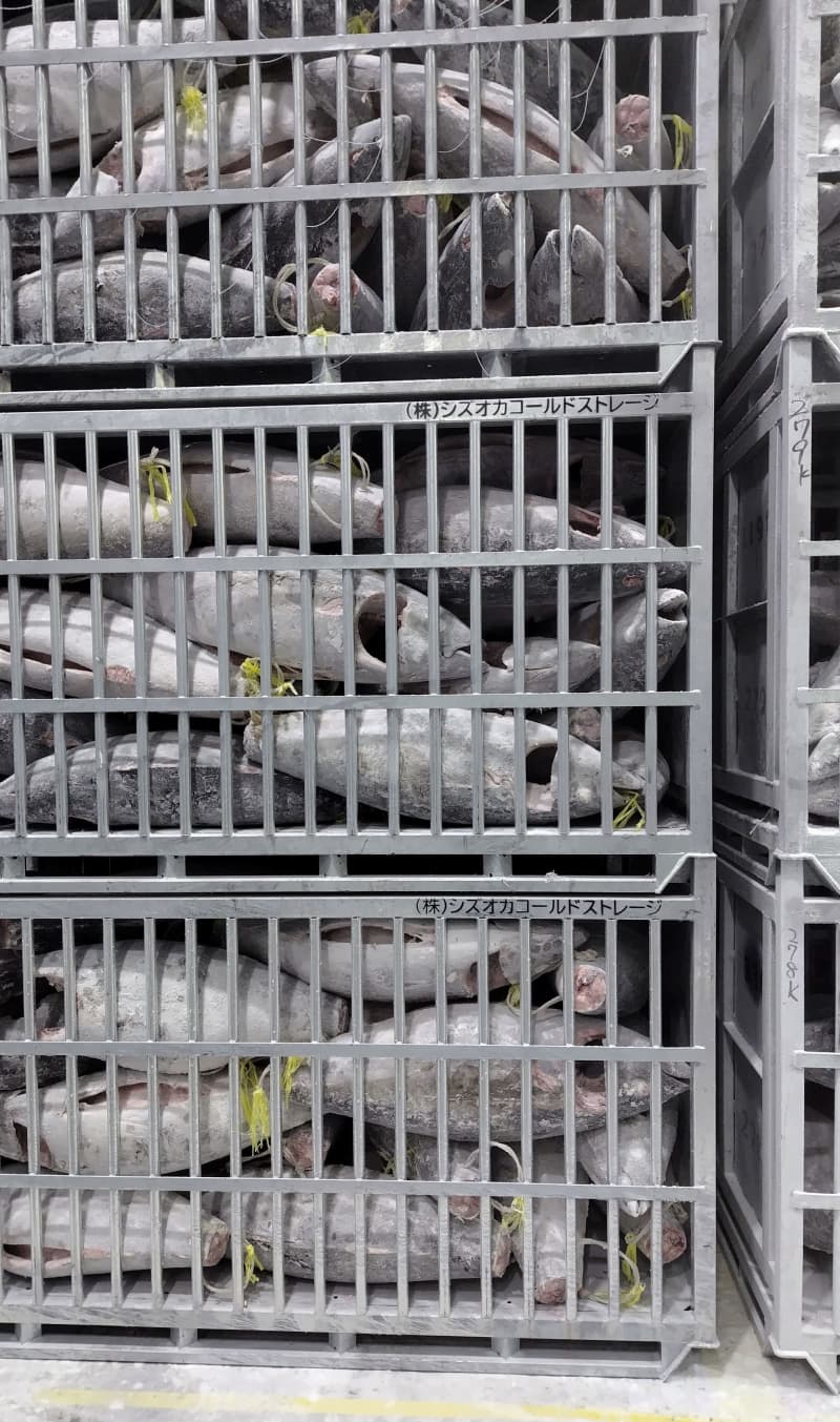 再生エネルギー活用にマグロ一役 冷凍庫の使用電力調整で | NEWSjp