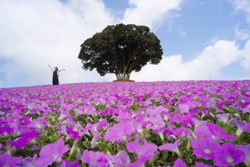 桃花 跡見群芳譜(桜花譜 モモ)