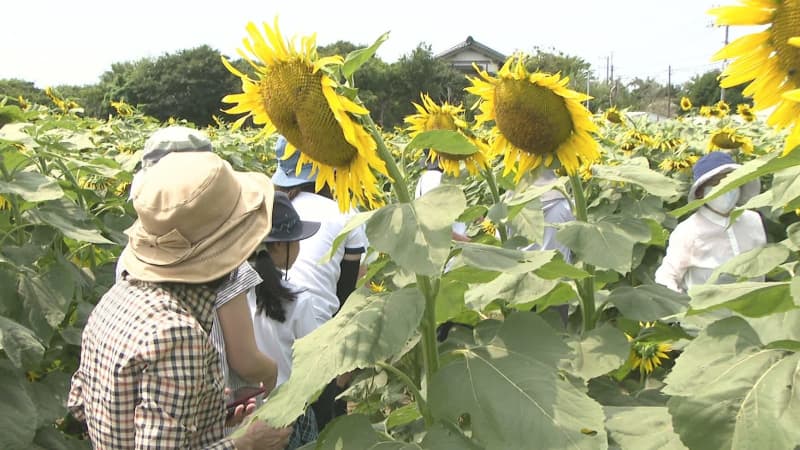千葉県匝瑳市の復興支援ヒマワリ 2025年も約4700本の大輪の花