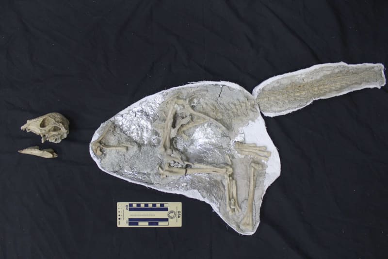 恐竜の頭 恐竜骨格(トリケラトプスの頭) レンタル - 東京 大阪 名古屋