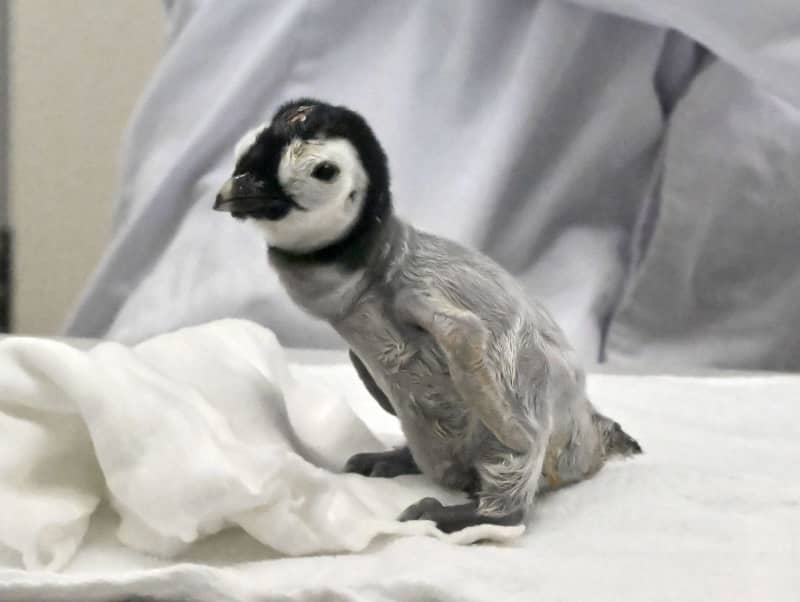 ペンギンちゃん よちよちあるきのちぃぺんちゃん ペンギン 電動ぬいぐるみ