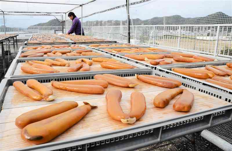 からすみページ 冬の高級珍味、山吹色に輝く 天草市牛深町 「からすみ」作り最盛期