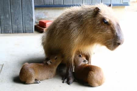 カピバラとプレーリードッグの赤ちゃん誕生 長崎バイオパーク 長崎新聞