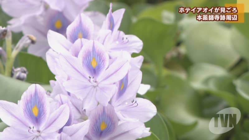 本薬師寺跡周辺でホテイアオイが見ごろ