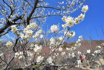 Mt. Tsukubasan, plum blossoms red and white vivid