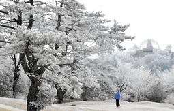 [The appearance of hoarfrost on Mt. Rokkosan] Northern Hyogo forecasts snow cover of 30 cm after this
